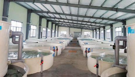 科技賦能農業 工廠化養魚，養出沒有腥味的好魚